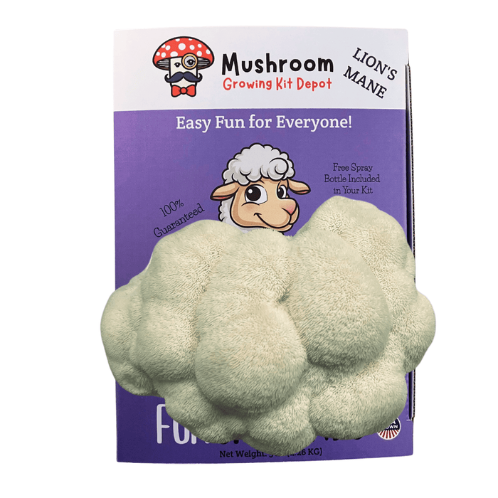 Fluffy white Lion's Mane mushroom growing from a Mushroom Growing Kit Depot box. Easy to grow gourmet fungi.