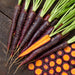 Heirloom purple carrots with green tops on wood. One split revealing orange core, plus colorful slices. Fresh root vegetables.