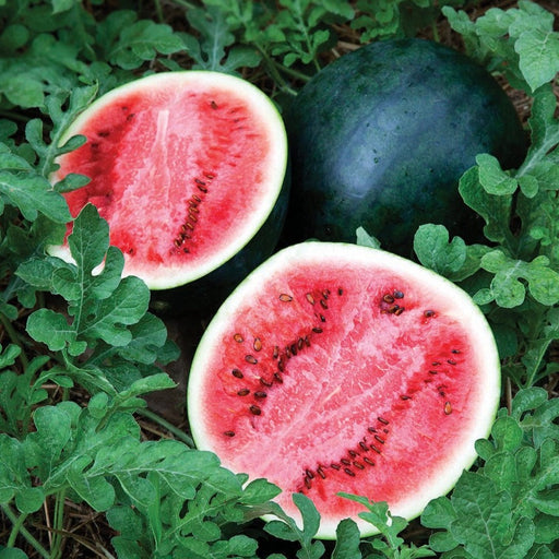 Ripe watermelons: one whole dark green, two cut halves with sweet red flesh and seeds, surrounded by green leaves.