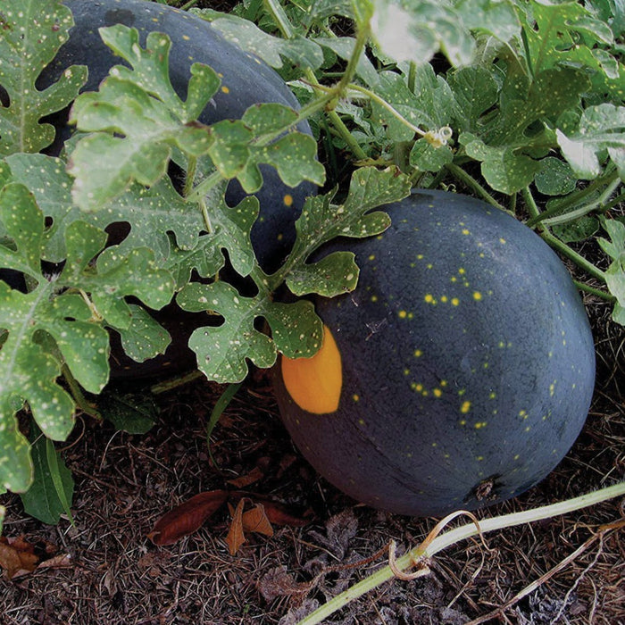 Dark watermelons with bright yellow spots and a yellow ground patch, growing on vines in rich garden soil.