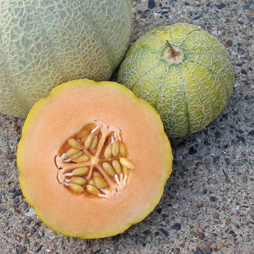 Sweet, ripe cantaloupe: one whole, one half with orange flesh & seeds, plus a small green melon.