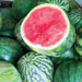 Juicy red watermelon half amidst a pile of whole green watermelons, fresh summer fruit.