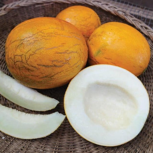 Ripe yellow melons with white flesh on a woven basket. Includes whole, half, and sliced fruit. Fresh, sweet summer melon.