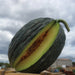 Fresh dark green Piel de Sapo melon, sliced open to show light green flesh and orange seeds.