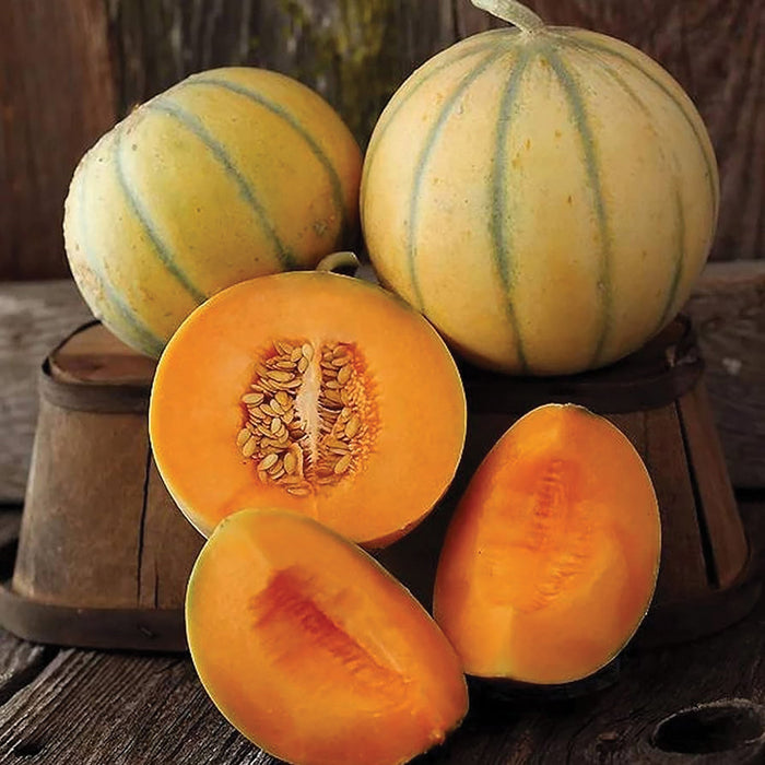 Delicious striped cantaloupe melons. Whole, halved with vibrant orange flesh and seeds, and sliced on rustic wood.