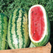 Ripe, oblong striped watermelons in a wooden crate. One is cut open, revealing vibrant red flesh and seeds.