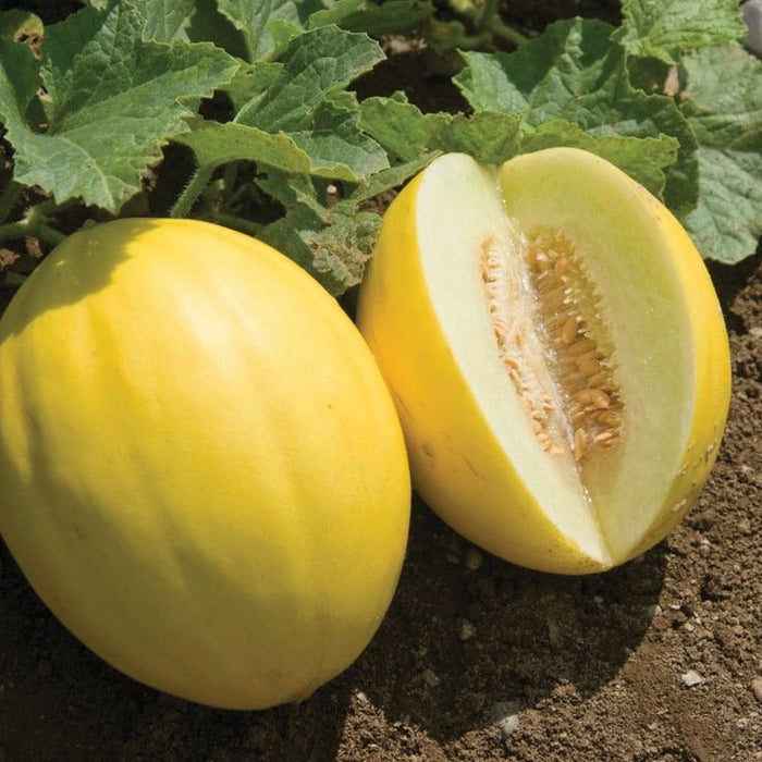 Ripe yellow canary melon, whole and halved, showing sweet pale green flesh and seeds. Growing in garden soil.