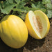 Ripe yellow canary melon, whole and halved, showing sweet pale green flesh and seeds. Growing in garden soil.