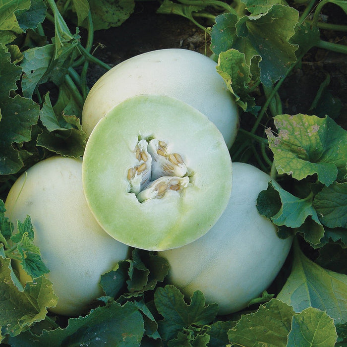 Pale green melons growing on the vine, one sliced open showing sweet green flesh and seeds. Fresh garden fruit.