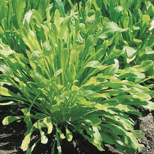 Lush green leafy vegetable plant with long, wavy leaves growing in dark garden soil. Fresh greens cultivation.