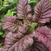 Fresh red mustard greens. Vibrant purple, crinkled leaves covered in water droplets in an organic garden.