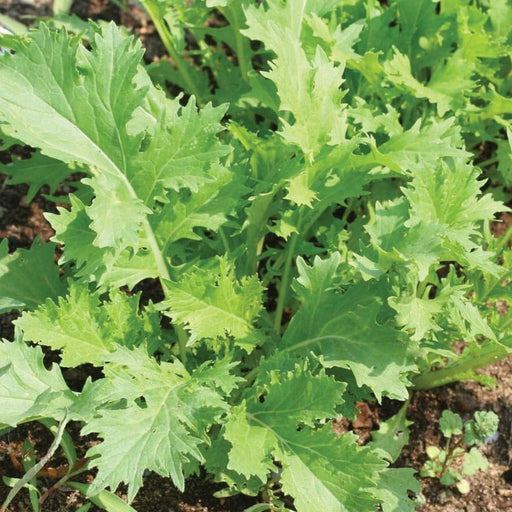 Vibrant green mustard greens with jagged leaves growing in garden soil. Fresh, healthy vegetables.