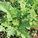 Vibrant green mustard greens with jagged leaves growing in garden soil. Fresh, healthy vegetables.
