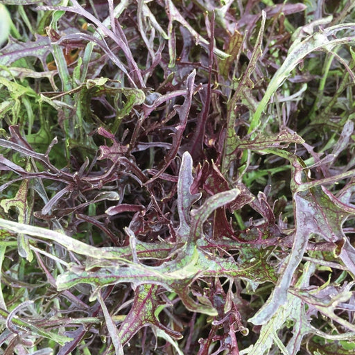 Fresh red and green frilly mustard greens, healthy salad vegetables.