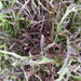 Fresh red and green frilly mustard greens, healthy salad vegetables.