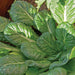 Lush green Tatsoi leaves with glistening water droplets. Fresh, healthy leafy greens growing in a garden.