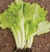 Freshly harvested bok choy with vibrant green leaves and white stalks on garden soil.