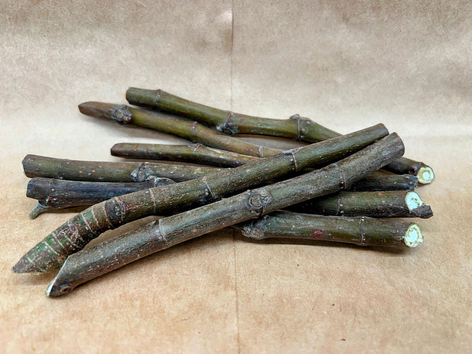 Dormant woody plant propagation cuttings, green and brown, with visible light pith on kraft paper.