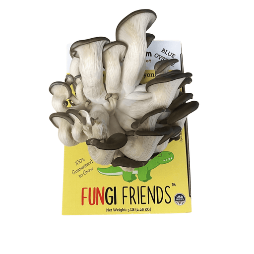 Fungi Friends blue oyster mushroom grow kit. Fresh, edible blue oyster mushrooms on a yellow box with a green dinosaur logo.