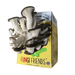 Fresh blue oyster mushrooms growing from a Fungi Friends 5lb mushroom grow kit. USA Grown, gourmet edible fungi.