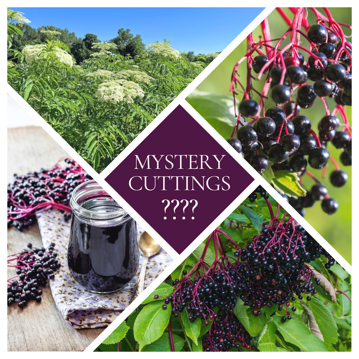 Elderberry plants with white flowers, ripe black berries, and syrup. What are these mystery elderberry cuttings?