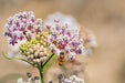 Bee on common milkweed flowers. Delicate pink and white blooms with green buds, essential for pollinators.