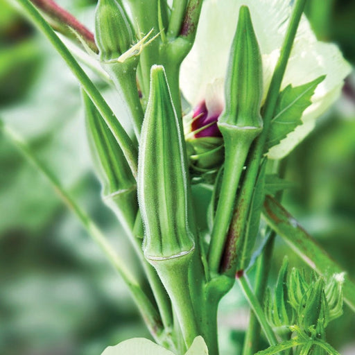 Fuzzy green okra pods and a white flower with a purple center growing on a healthy plant. Fresh garden vegetables.