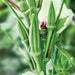 Fuzzy green okra pods and a white flower with a purple center growing on a healthy plant. Fresh garden vegetables.