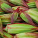 Vibrant red and green okra pods, freshly picked. Delicious organic vegetable for healthy meals.