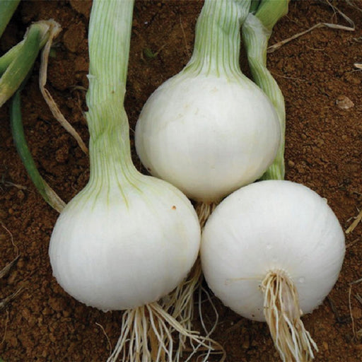 Three fresh white onions with green tops and roots, harvested from rich brown soil.