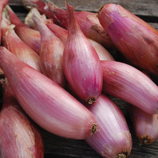 Vibrant red shallots on rustic wood. Elongated gourmet onions, fresh produce for cooking.