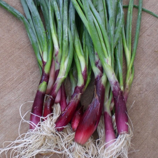 Fresh purple spring onions with green leaves and long white roots. Harvested produce.