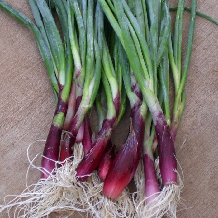 Fresh purple spring onions with green leaves and long white roots. Harvested produce.
