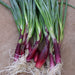 Fresh purple spring onions with green leaves and long white roots. Harvested produce.