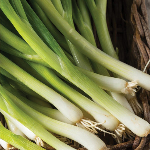 Fresh green onions with white roots in a rustic basket.