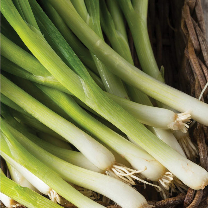 Fresh green onions with white roots in a rustic basket.