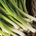 Fresh green onions with white roots in a rustic basket.