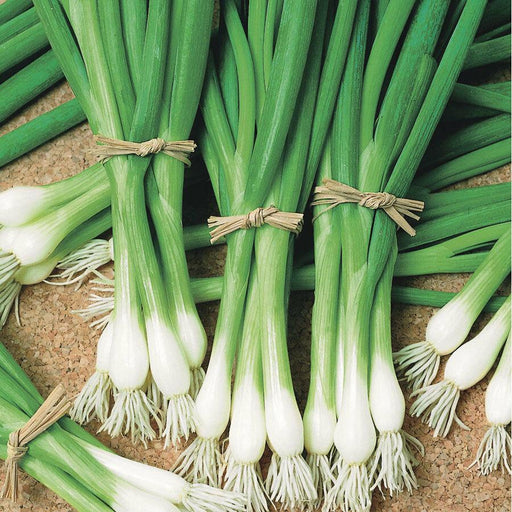 Fresh green onions bundled, white bulbs, roots, and green stalks. Ideal for cooking and gardening.