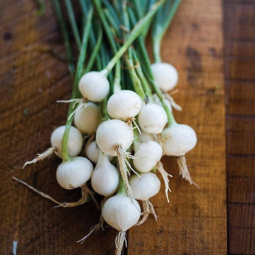 Freshly harvested white pearl onions with green tops and roots, bunched on a rustic wooden surface.
