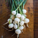 Freshly harvested white pearl onions with green tops and roots, bunched on a rustic wooden surface.