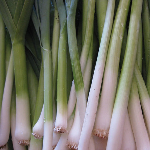 Bundle of fresh leeks with vibrant green tops, white bases, and roots. Crisp, healthy cooking vegetables.