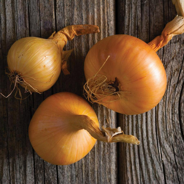 Three golden yellow onions with roots and dry skins on weathered wood. Fresh produce, organic vegetables.