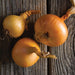 Three golden yellow onions with roots and dry skins on weathered wood. Fresh produce, organic vegetables.