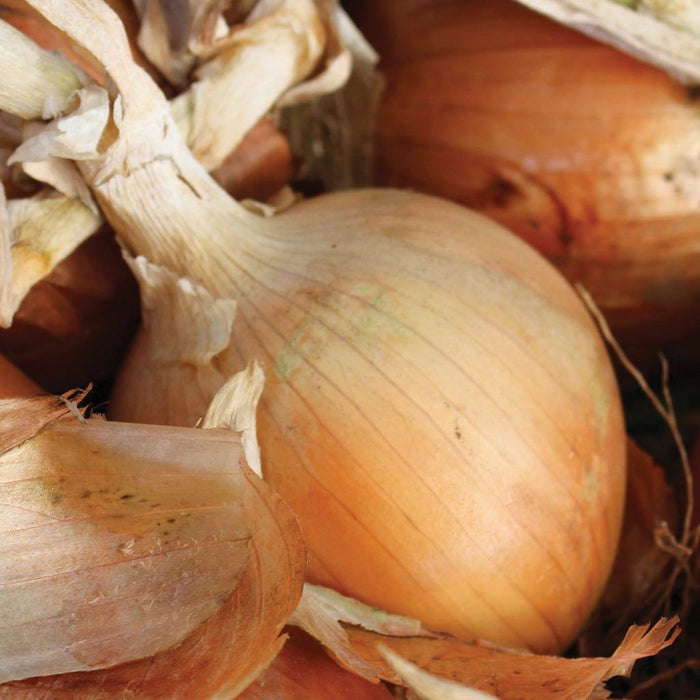 Close-up of golden brown onions with dry papery skins, fresh cooking ingredients, healthy produce.