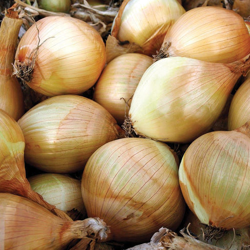 Pile of freshly harvested golden onions with papery skins and dried roots. Healthy cooking vegetable.