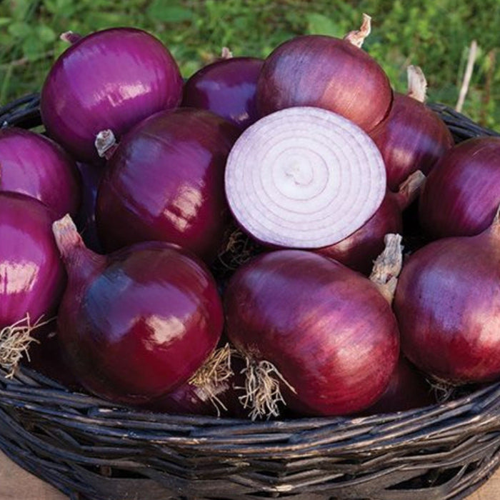 Fresh red onions in a woven basket, one sliced revealing white and purple rings. Organic garden produce.
