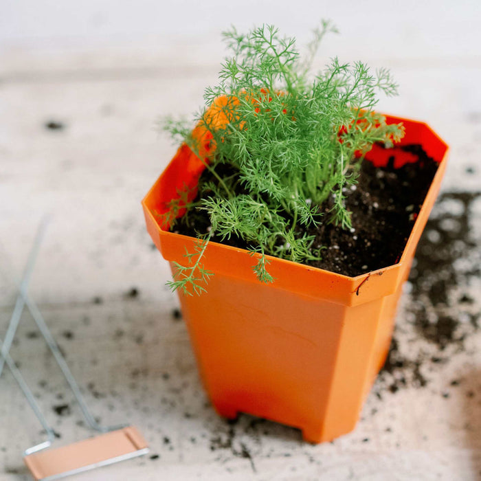 5" Reusable Seed Starting Pots with Insert