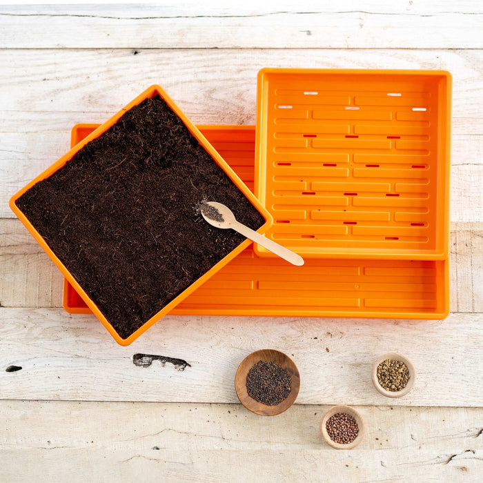 Preparing microgreens: orange growing trays, one with soil & seeds on a spoon, three bowls of seeds on wood.