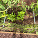 Raised garden bed with green tomatoes ripening on vines, lush basil plants, and wood mulch. Organic home gardening.