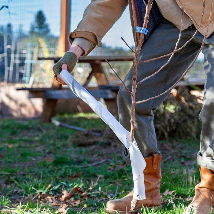 Gardener applying a white spiral tree guard to a young sapling. Protects newly planted trees from damage.